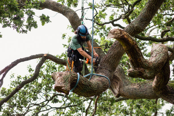 How Our Tree Care Process Works  in  Soldotna, AK